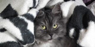 Un gato recostado en la cama