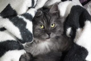 Un gato recostado en la cama