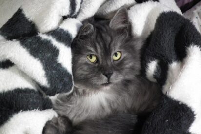 Un gato recostado en la cama