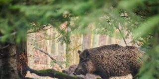 La peste porcina africana desata el pánico en Cataluña: una cepa letal sin vacuna que revienta precios