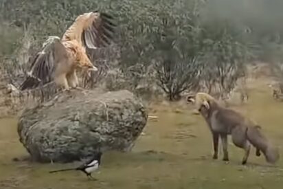 El águila real contra el zorro