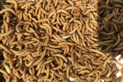 2026 arranca con quiebras en granjas de insectos y en carne sint&eacute;tica