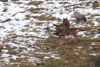Espa&ntilde;a salvaje: feroz batalla entre lobos y buitres por un jabal&iacute; muerto