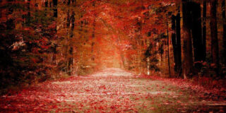 Bosque, Naturaleza, Clima