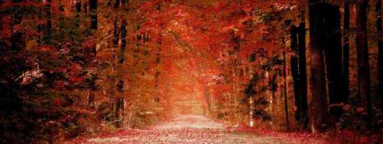 Bosque, Naturaleza, Clima