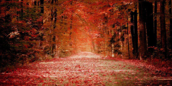 Bosque, Naturaleza, Clima