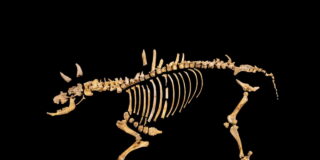 Esqueleto del bisonte hallado en la Sierra de Urbasa