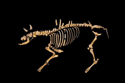 Esqueleto del bisonte hallado en la Sierra de Urbasa