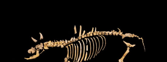 Esqueleto del bisonte hallado en la Sierra de Urbasa