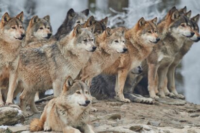 Manada de lobos