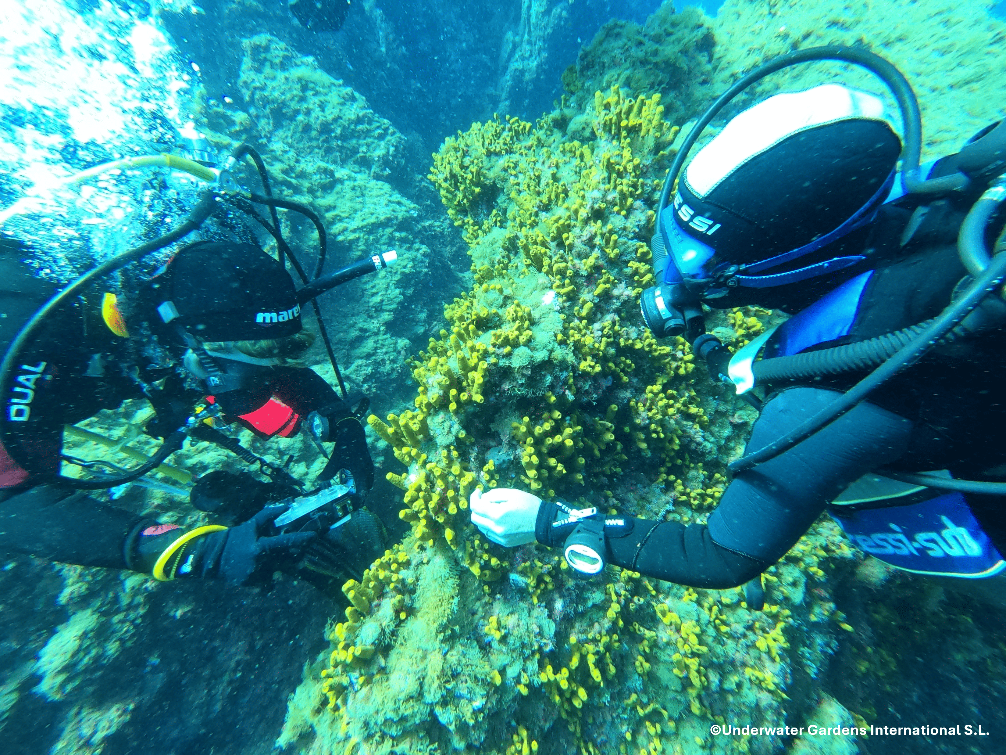 Underwater Gardens International impulsa en Tenerife un piloto de regeneraci&oacute;n marina