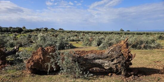 El olivar andaluz est&aacute; gravemente amenazado por la instalaci&oacute;n forzosa de placas solares