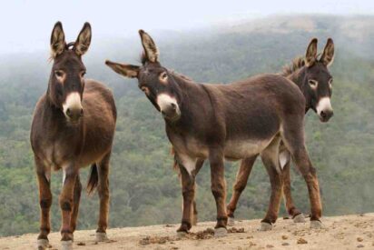 Asno, burro, borrico, pollino