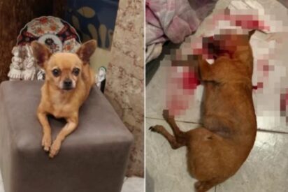 La perra chihuaha Lili, viva y muerta a golpes