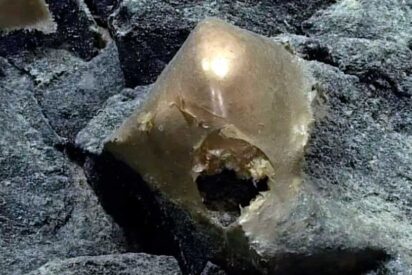 El "huevo de oro" del fondo marino: tres a&ntilde;os de investigaci&oacute;n para resolver un enigma de aguas profundas