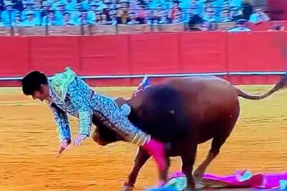 Horror en La Maestranza: Morante de la Puebla cae herido tras una violenta embestida