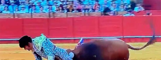 Horror en La Maestranza: Morante de la Puebla cae herido tras una violenta embestida