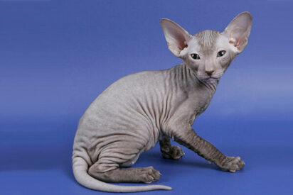 El gato Xoloitzcuintle, mascota.