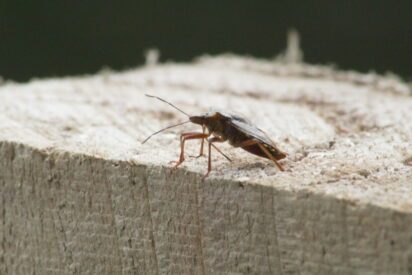 Cucaracha