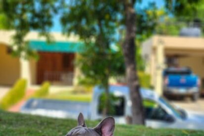 El 77% de los espa&ntilde;oles teme no saber cuidar correctamente de su mascota cuando envejezca