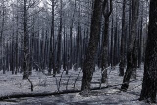 &iquest;Qu&eacute; sucede en un bosque tras un incendio y qu&eacute; no se puede hacer con la medra o el suelo?