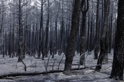 &iquest;Qu&eacute; sucede en un bosque tras un incendio y qu&eacute; no se puede hacer con la medra o el suelo?