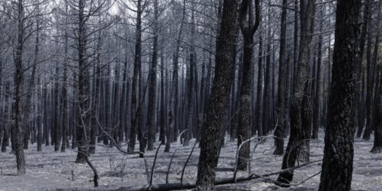 &iquest;Qu&eacute; sucede en un bosque tras un incendio y qu&eacute; no se puede hacer con la medra o el suelo?