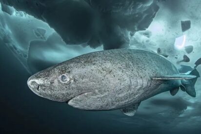 El tibur&oacute;n que desaf&iacute;a al tiempo y los animales que apenas envejecen