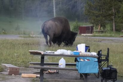 El momento en que un bisonte ataca a un turista en el parque de Yellowstone y lo lanza por los aires