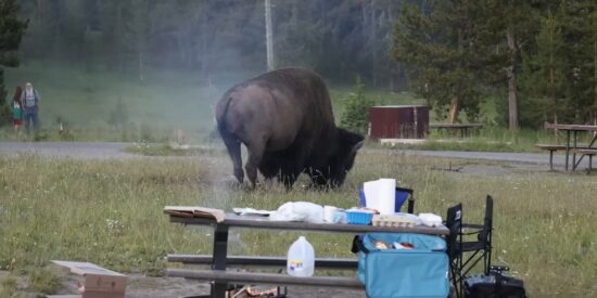 El momento en que un bisonte ataca a un turista en el parque de Yellowstone y lo lanza por los aires
