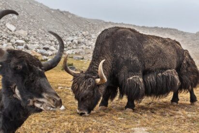 China invierte en yaks clonados: entre la ciencia y el dilema &eacute;tico