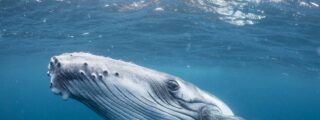 Las ballenas gigantes entran en Groenlandia: banquetes de verano en un &Aacute;rtico que se deshiela