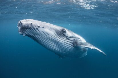 Las ballenas gigantes entran en Groenlandia: banquetes de verano en un &Aacute;rtico que se deshiela
