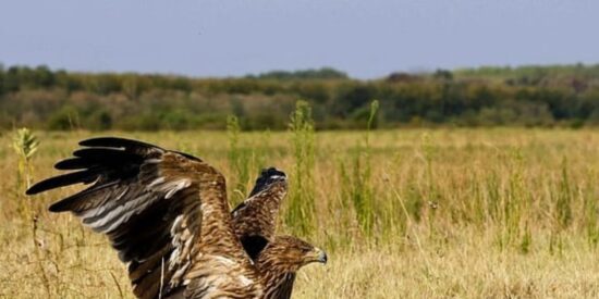Feliks, el &aacute;guila serbia que fue secuestrada y ha vuelto a volar