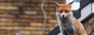 Evoluci&oacute;n extrema: los animales que se transforman a gran velocidad para sobrevivir