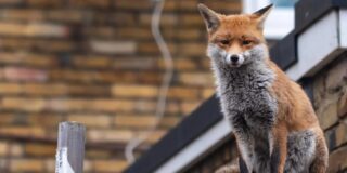 Evoluci&oacute;n extrema: los animales que se transforman a gran velocidad para sobrevivir