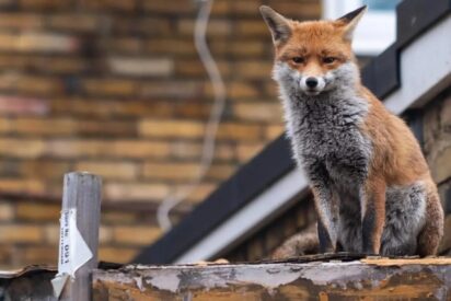 Evoluci&oacute;n extrema: los animales que se transforman a gran velocidad para sobrevivir