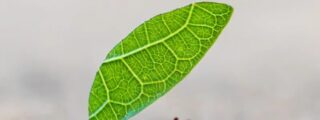 Cinco maneras en las que los insectos toman decisiones y enfrentan problemas