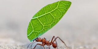 Cinco maneras en las que los insectos toman decisiones y enfrentan problemas