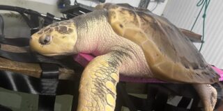 Rhossi, la curiosa tortuga que regresa a casa tras 5.000 millas