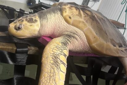Rhossi, la curiosa tortuga que regresa a casa tras 5.000 millas