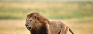 Alerta en la sierra de Toledo: buscan un le&oacute;n con helic&oacute;pteros y drones