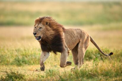 Alerta en la sierra de Toledo: buscan un le&oacute;n con helic&oacute;pteros y drones