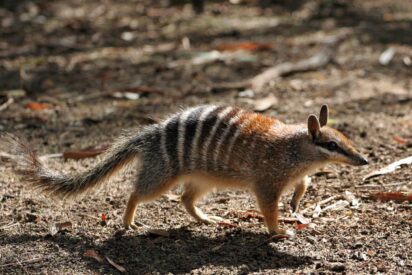 Numbats: la diminuta esperanza de Australia contra la extinci&oacute;n