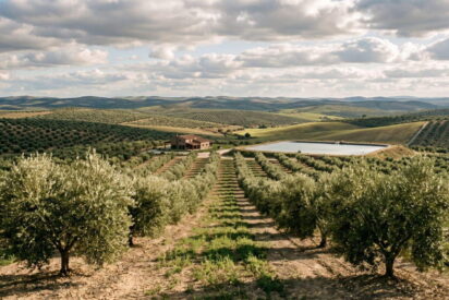 Olivar