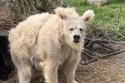 Cuando despertar a un oso polar sale muy caro