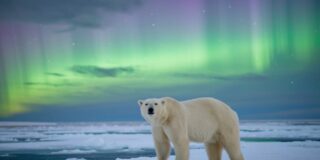 Oso blanco en el Polo Norte