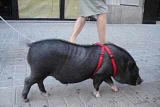 El cerdo vietnamita se populariz&oacute; como mascota en Espa&ntilde;a hace d&eacute;cadas y ahora es una especie invasora