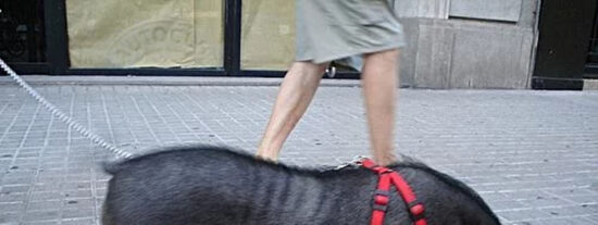 El cerdo vietnamita se populariz&oacute; como mascota en Espa&ntilde;a hace d&eacute;cadas y ahora es una especie invasora