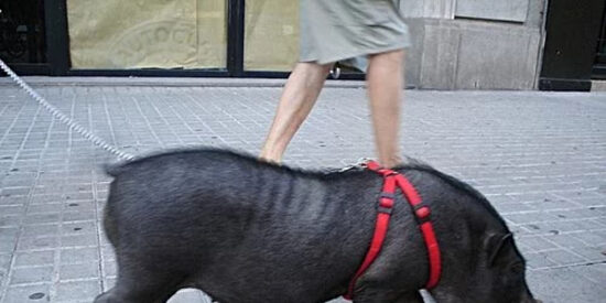 El cerdo vietnamita se populariz&oacute; como mascota en Espa&ntilde;a hace d&eacute;cadas y ahora es una especie invasora